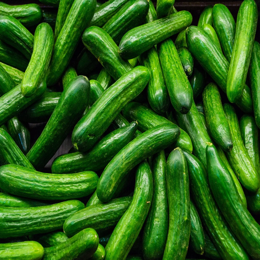 Greek-cucumber-export-to-Germany-GreekFoodNews_07920cd7-010b-494d-9ba9-fd4d369a9149