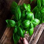 fresh-basil-getty-0421-d35ca06fec1a4cb596615eed5aa57335