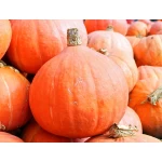 pumpkins-