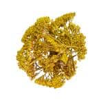 Achillea-Millefolium-Yellow-Flowers-Wild-remedy-herbs-Achillea-Millefolium-Yellow-Flowers