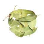 Eucalyptus-Globulus-Torguata-Wild-remedy-herbs-Eucalyptus