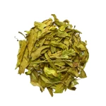 Gynura-Procumembens-Wild-remedy-herbs-Gynura