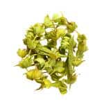 Sideritis-Curvidens-Wild-remedy-herbs-Tea-of-the-Mountain-Cyprian-Cideritis